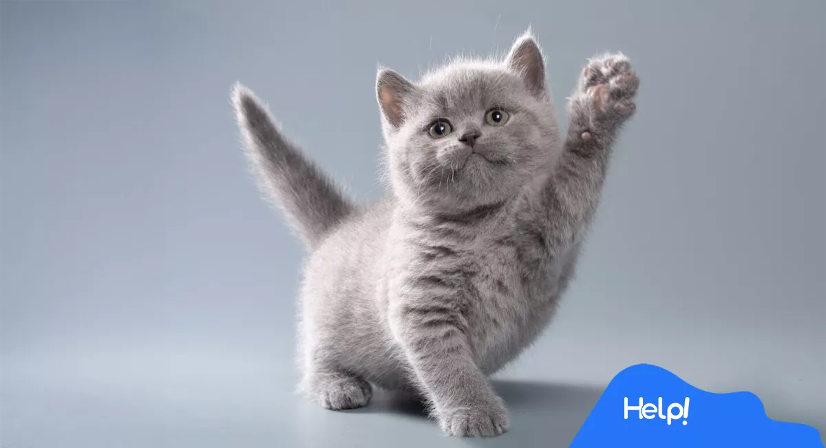 Gato estressado? Saiba como identificar se seu gato tá surtando!