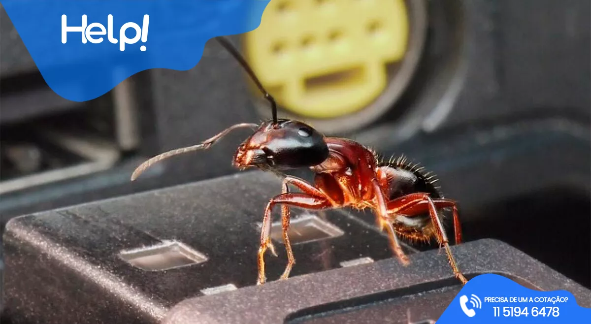 🐜 Formigas nos Eletrônicos: o que elas querem e como evitá-las antes que causem um bug na sua saúde (e no seu bolso)